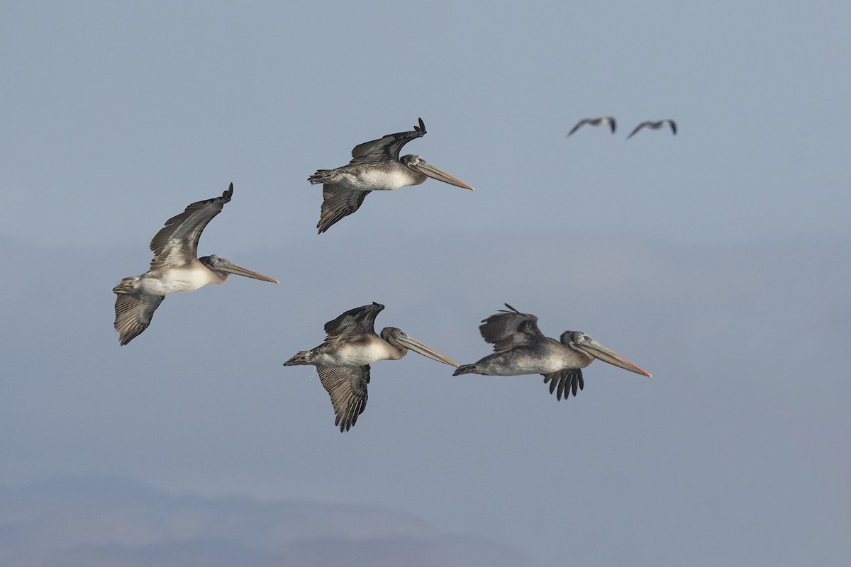 Peruvian Pelican - ML640169621