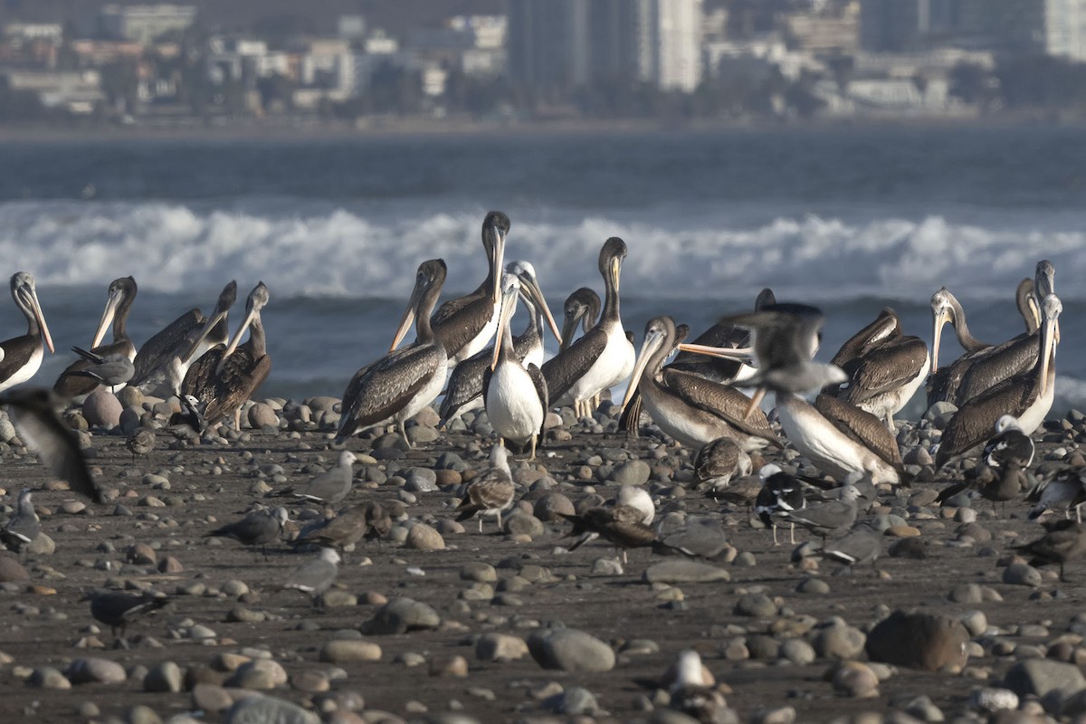 Peruvian Pelican - ML640169625