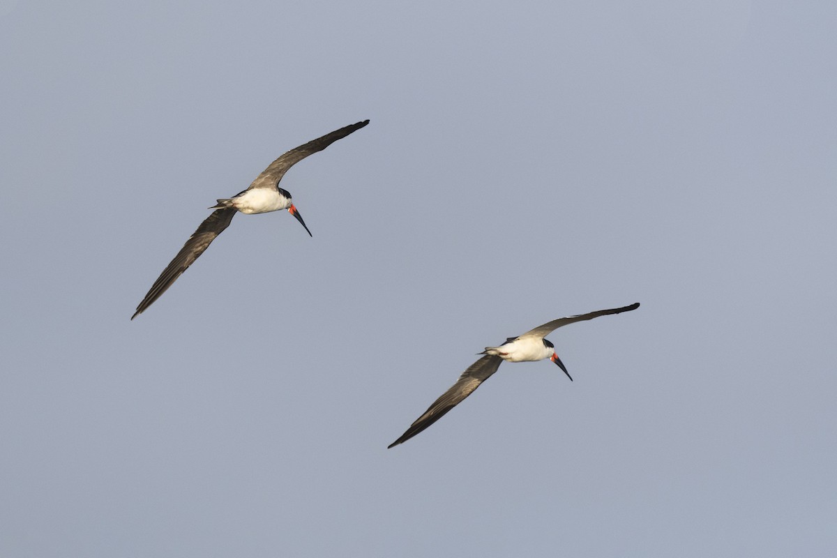 Black Skimmer - ML640169654