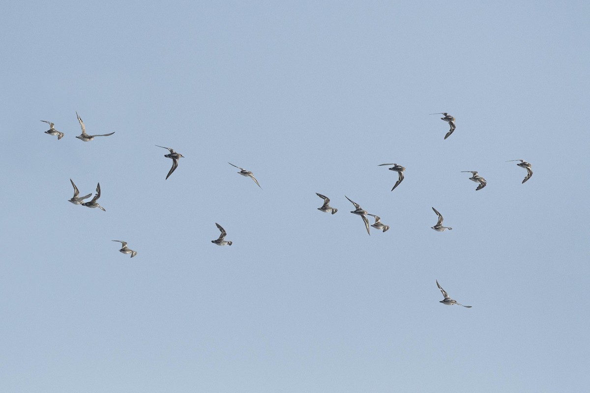 Ruddy Turnstone - ML640169666