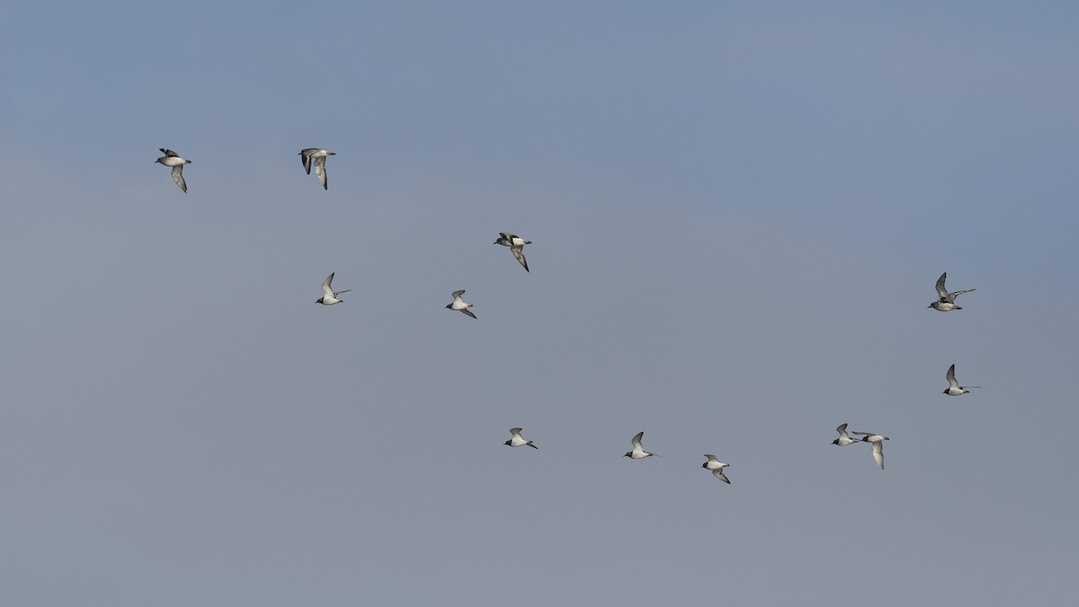 Ruddy Turnstone - ML640169667