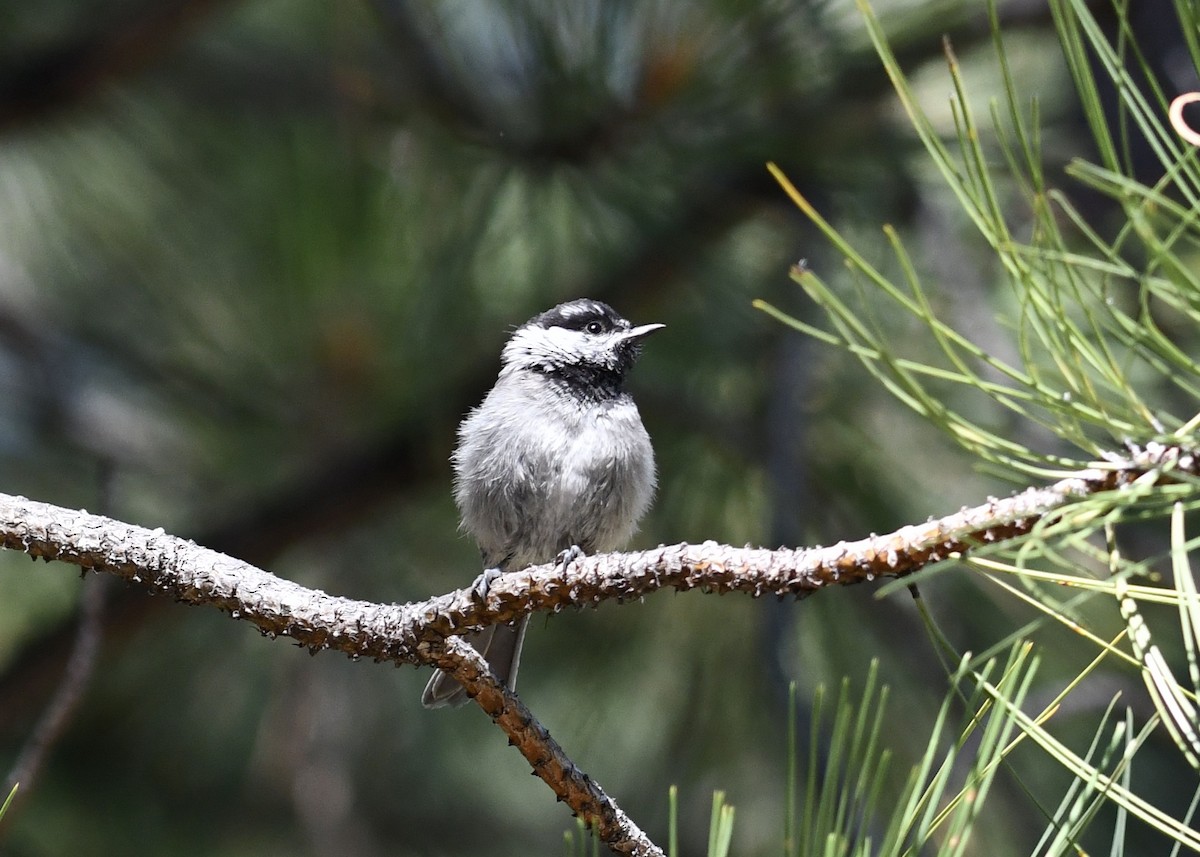 Mountain Chickadee - ML640169672