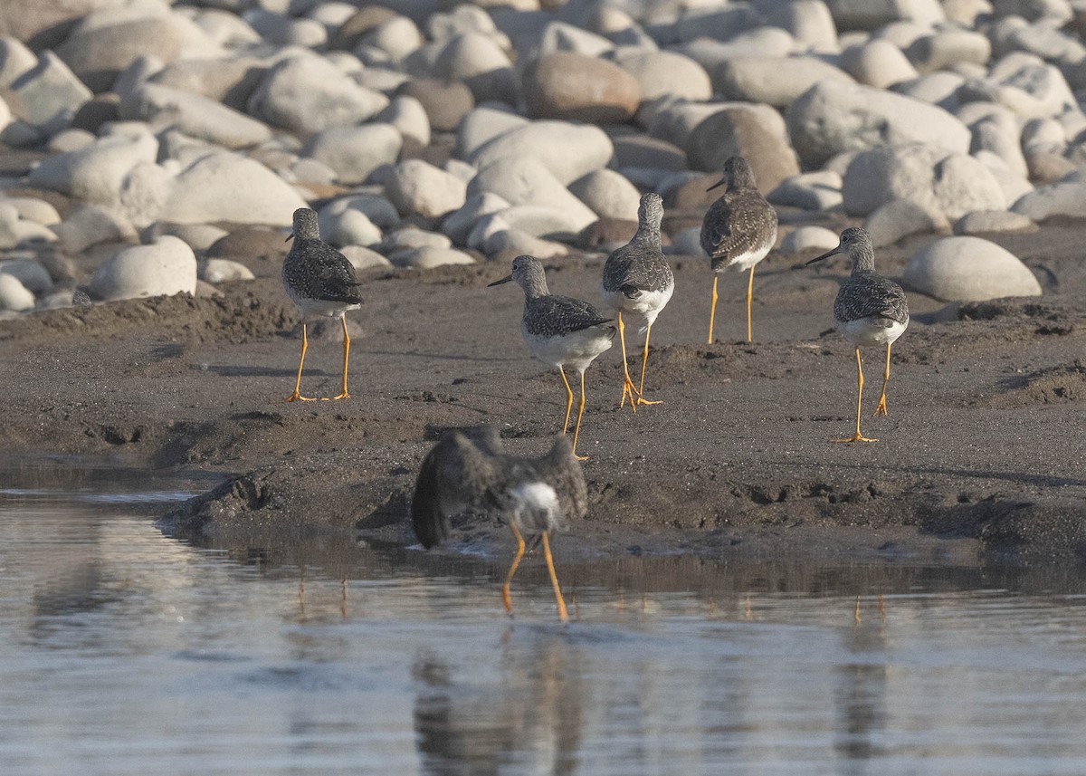 Greater Yellowlegs - ML640169673