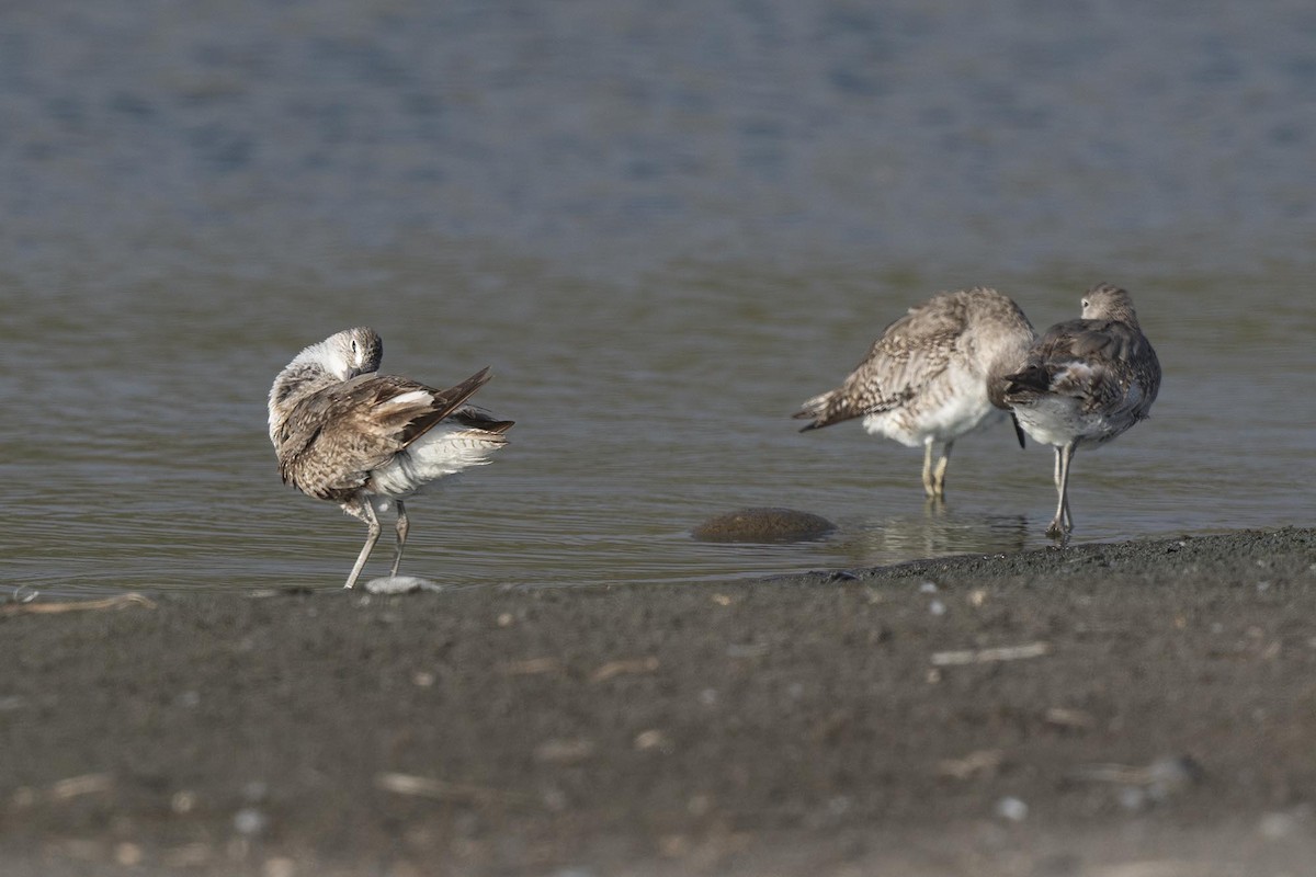 Willet - ML640169676