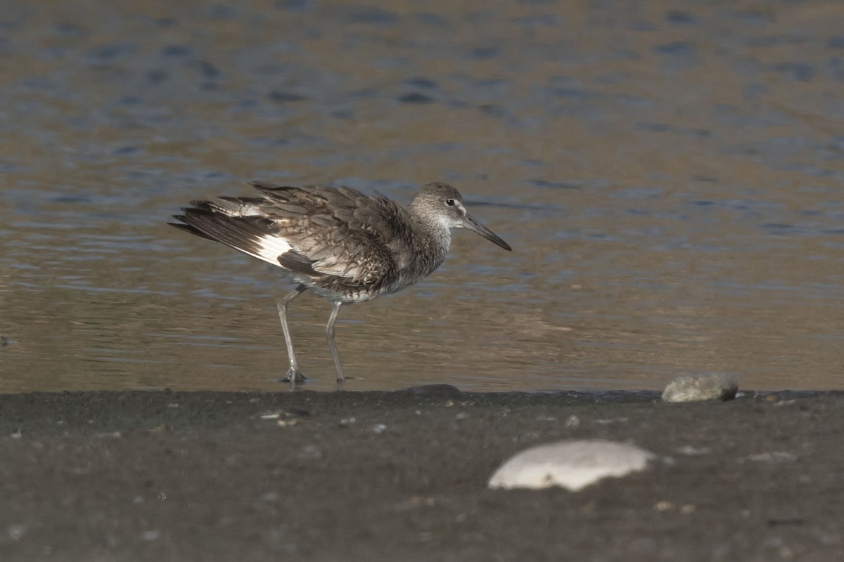 Willet - ML640169677