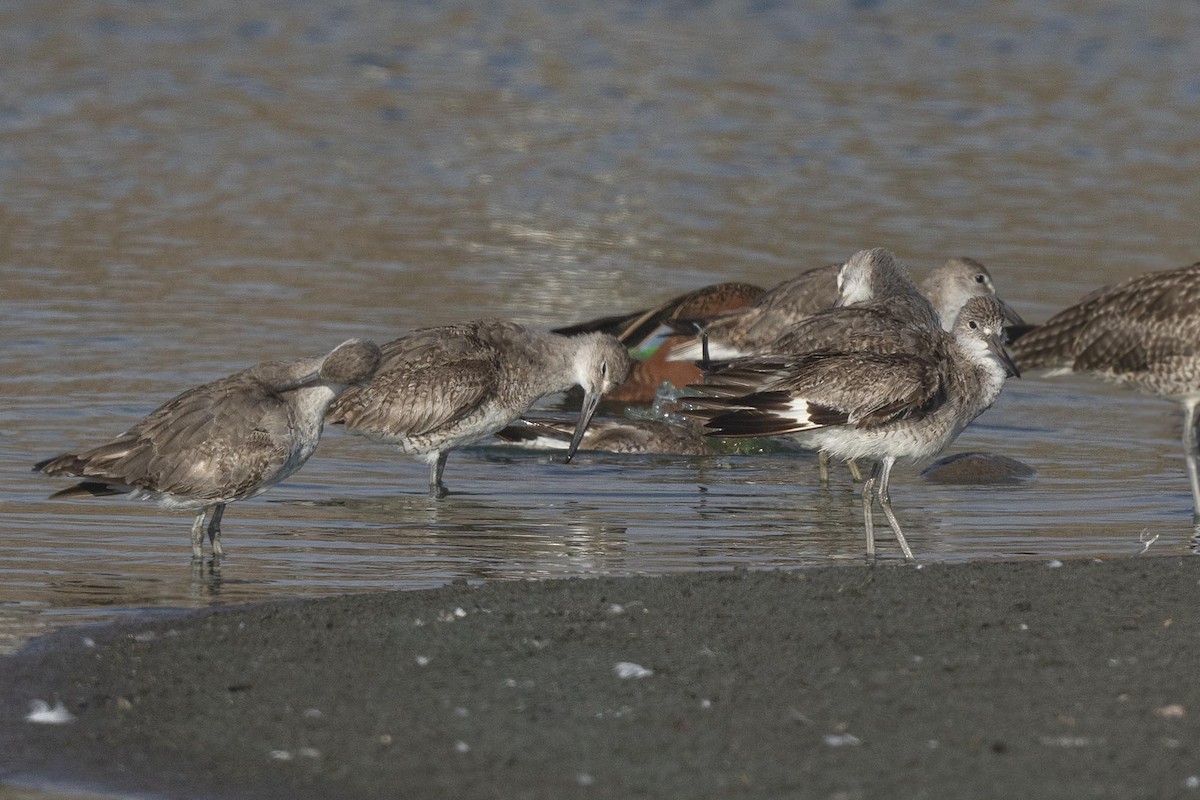 Willet - ML640169678
