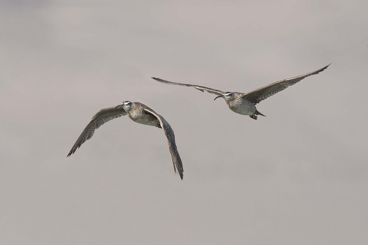 Whimbrel - ML640169681