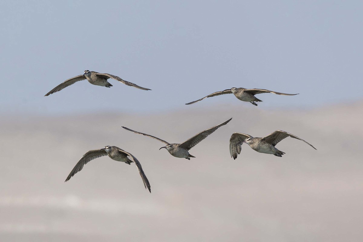 Whimbrel - ML640169682