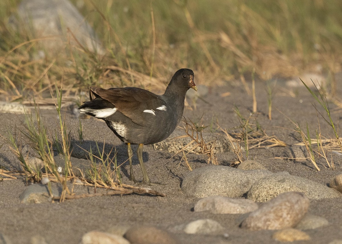 Common Gallinule - ML640169690
