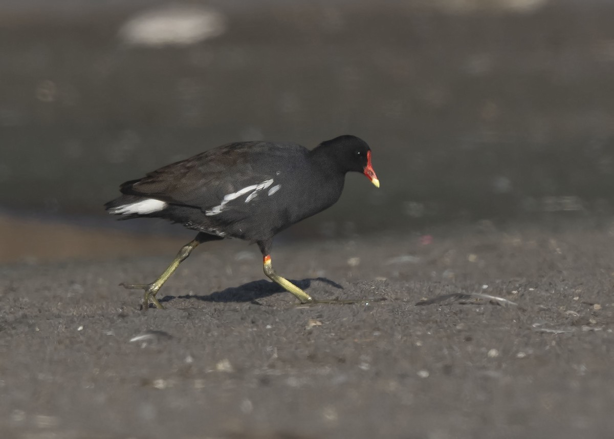 Common Gallinule - ML640169691