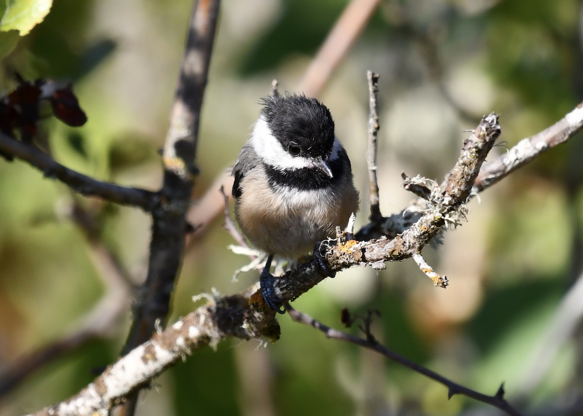 Black-capped Chickadee - ML640169696
