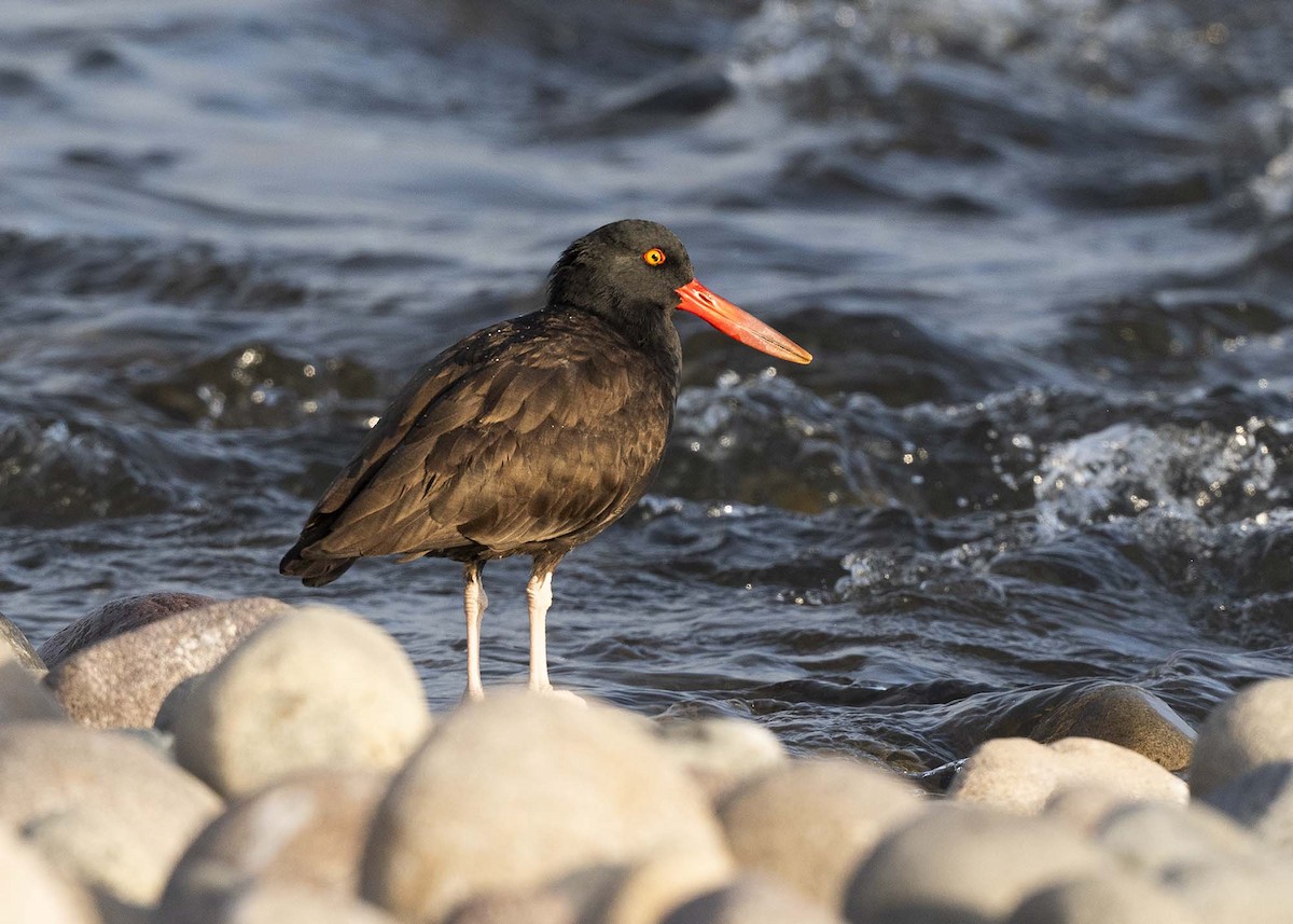 Blackish Oystercatcher - ML640169709