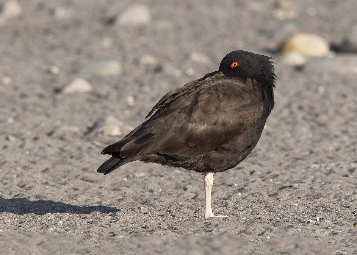 Blackish Oystercatcher - ML640169711