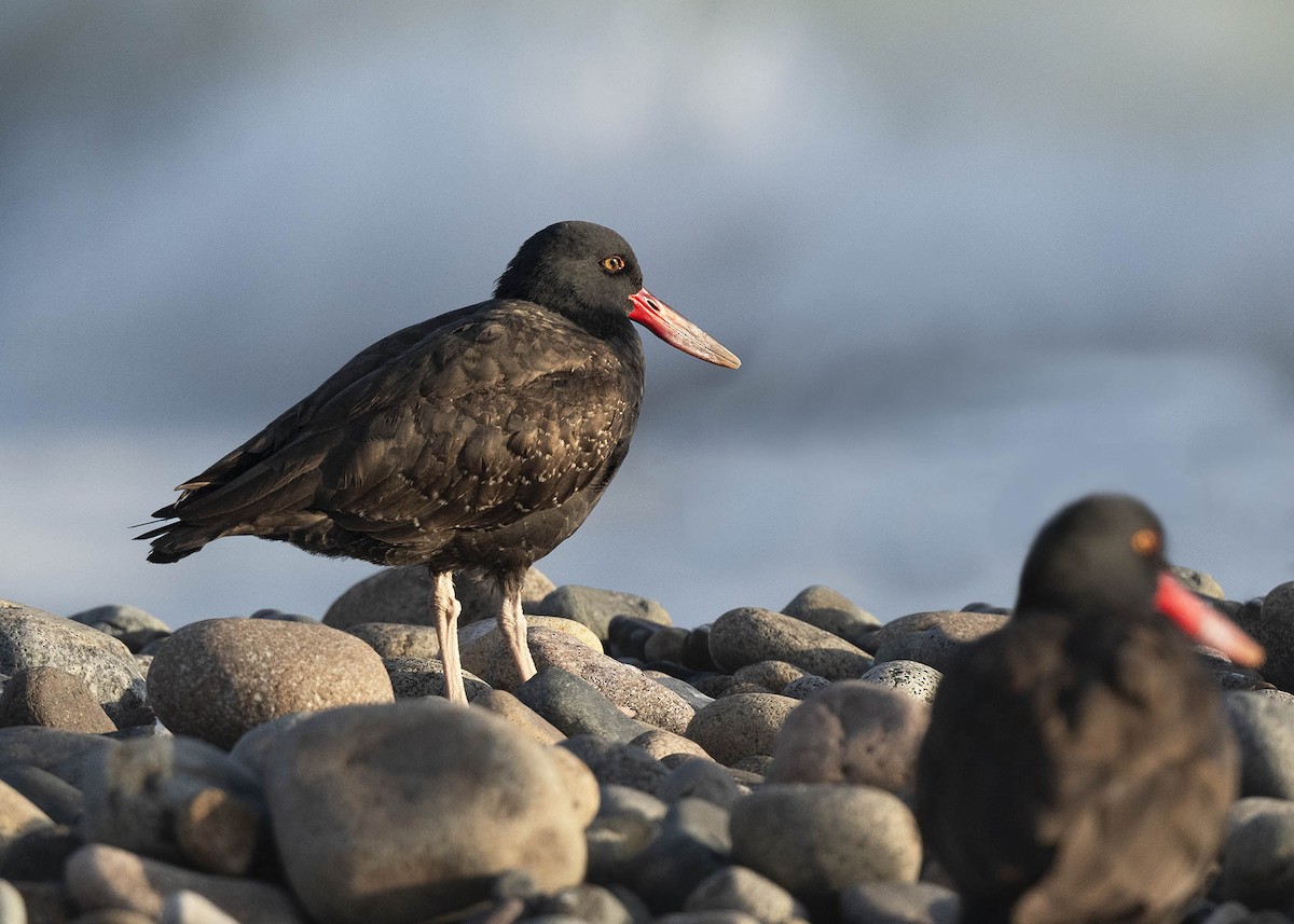 Blackish Oystercatcher - ML640169712