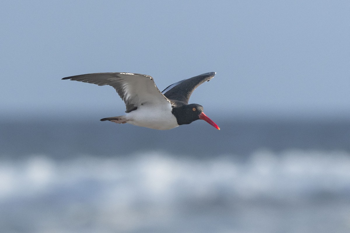 American Oystercatcher - ML640169735