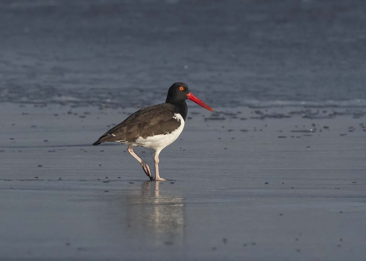 American Oystercatcher - ML640169736