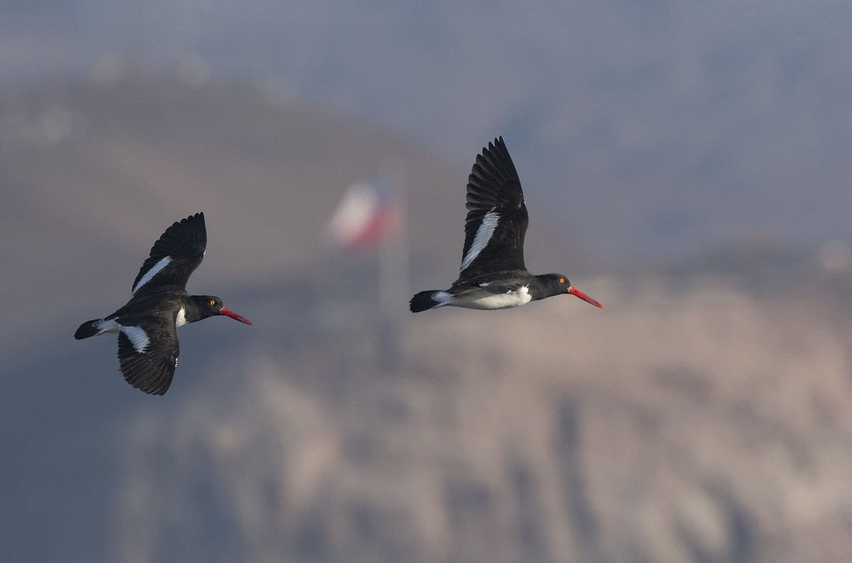 American Oystercatcher - ML640169737