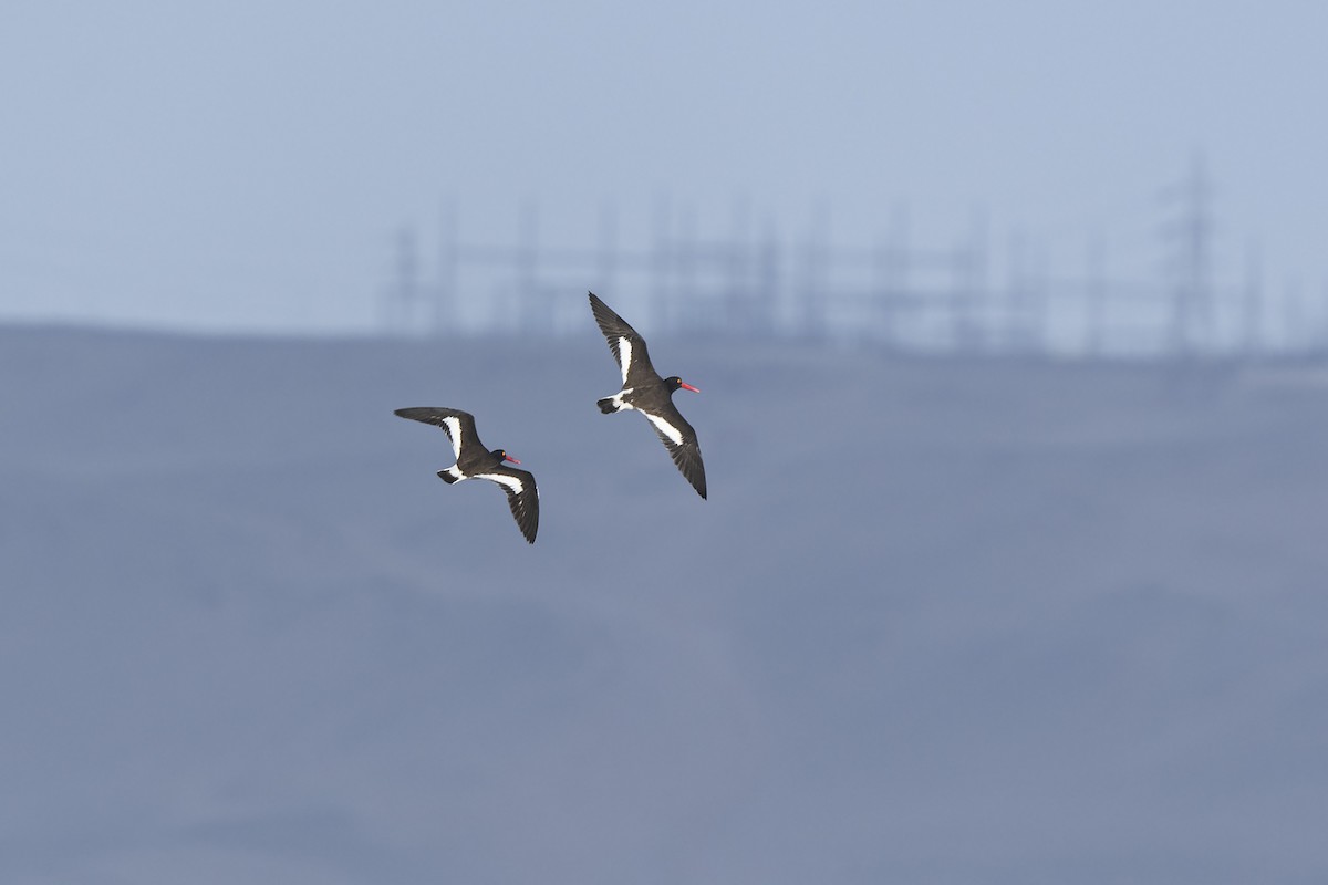 American Oystercatcher - ML640169738