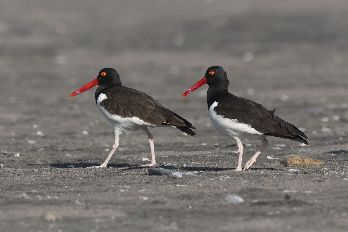 American Oystercatcher - ML640169739