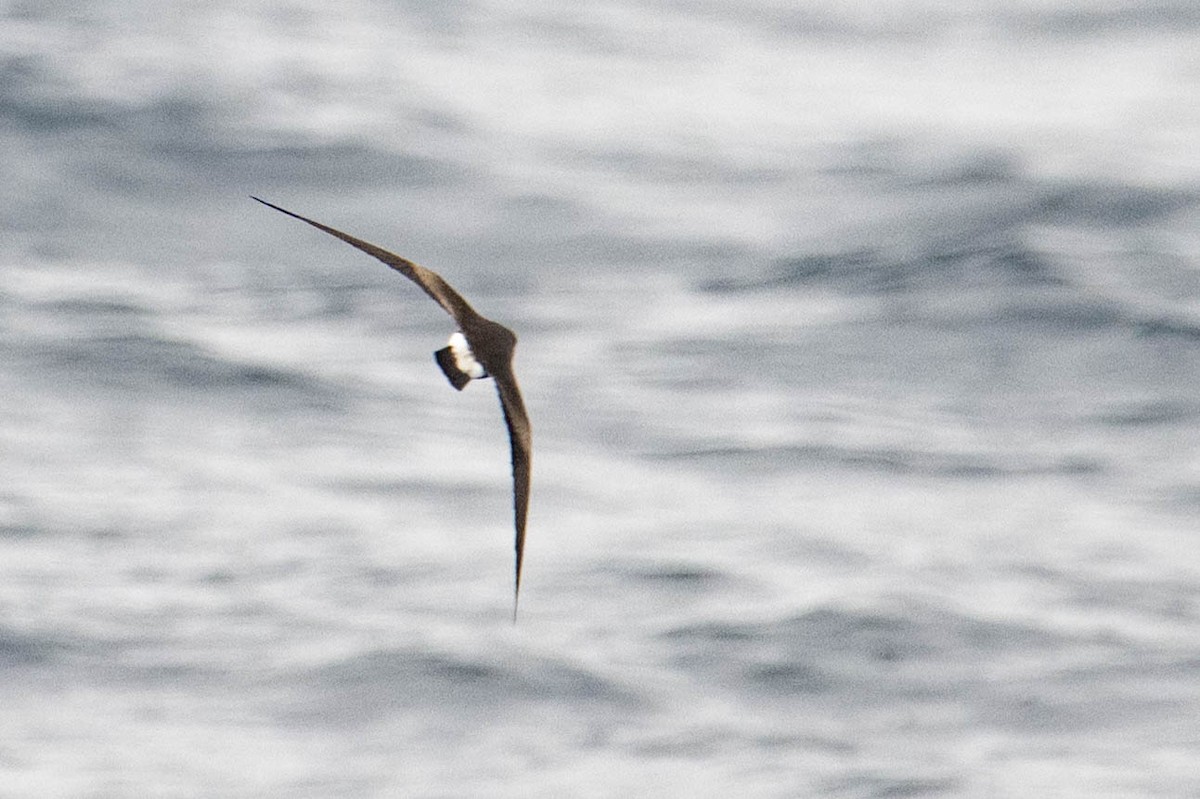 Townsend's Storm-Petrel - ML640169786