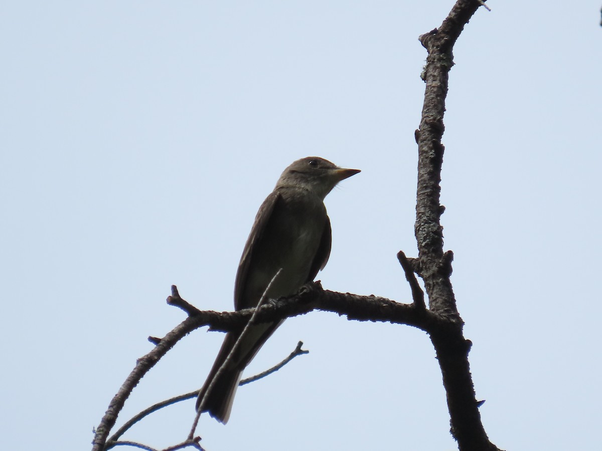 pewee sp. (Contopus sp.) - ML640169837