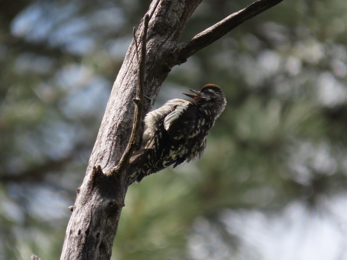 Red-naped Sapsucker - ML640169848
