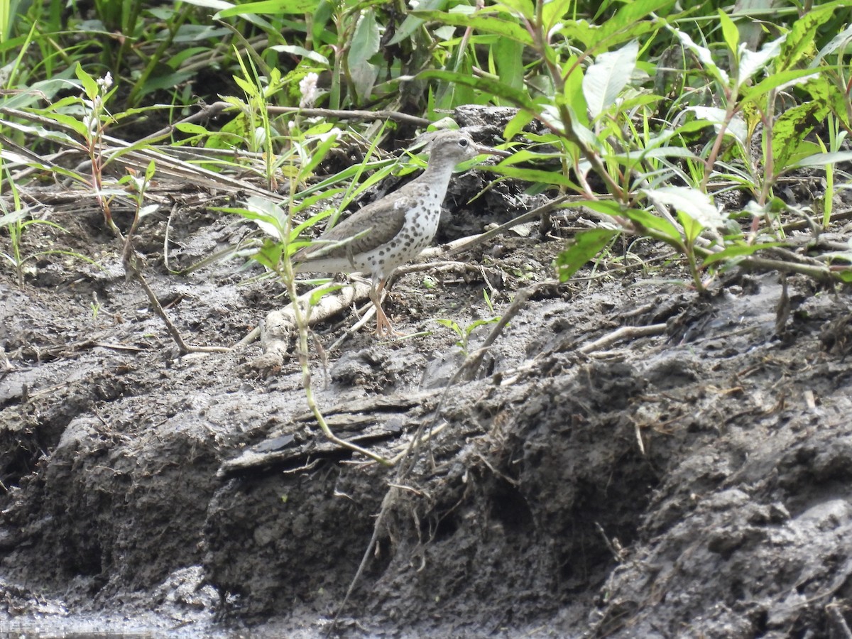 Spotted Sandpiper - ML640169881