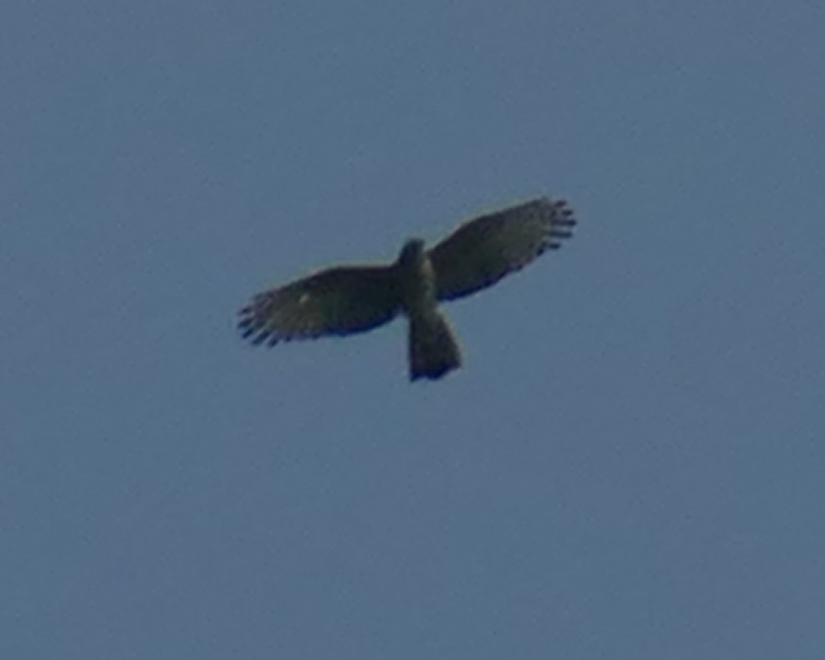 Cassin's Hawk-Eagle - ML640169951