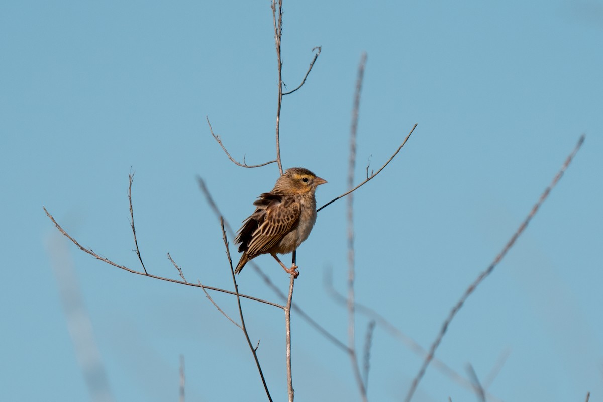 Northern Red Bishop - ML640170051