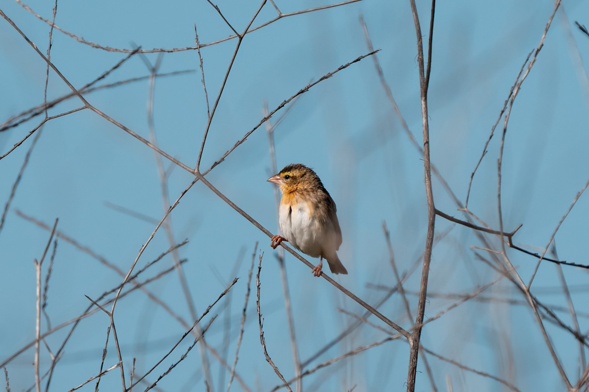 Northern Red Bishop - ML640170053