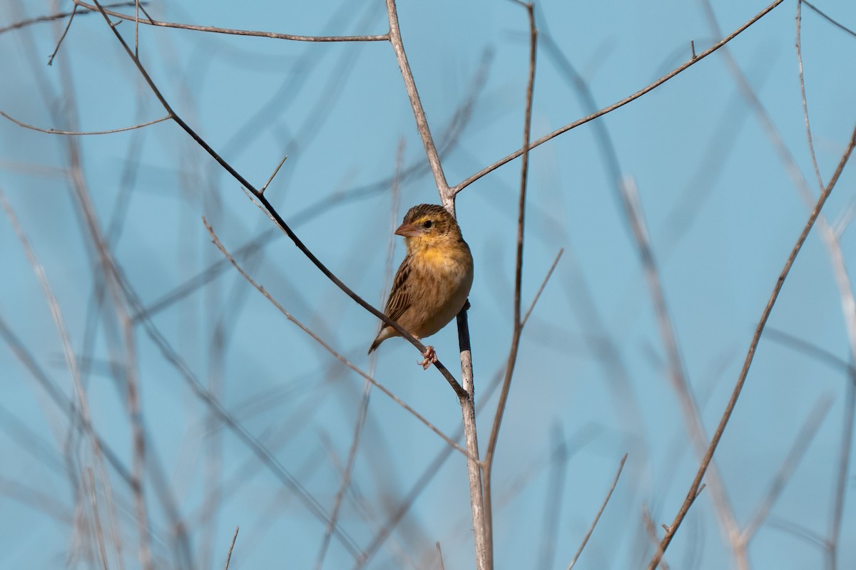 Northern Red Bishop - ML640170055