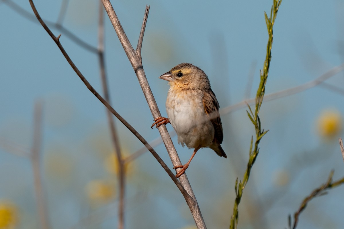 Northern Red Bishop - ML640170077
