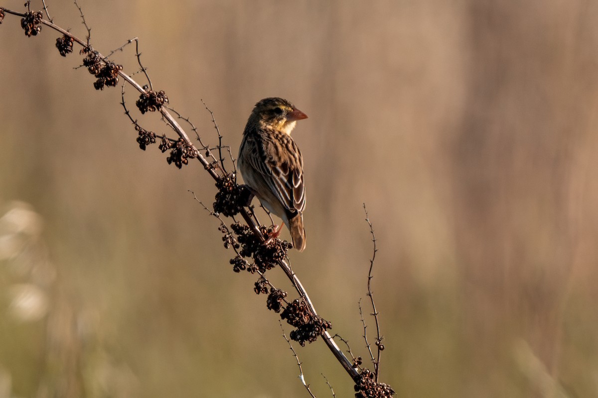 Northern Red Bishop - ML640170096