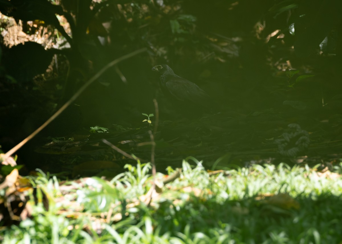 Collared Forest-Falcon - ML640170103