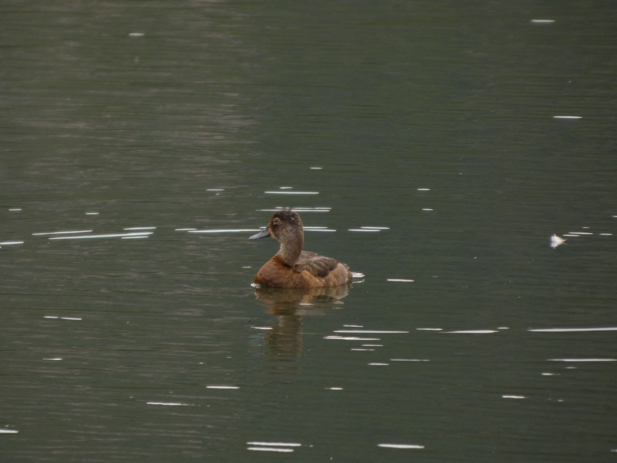 Ring-necked Duck - ML640170293