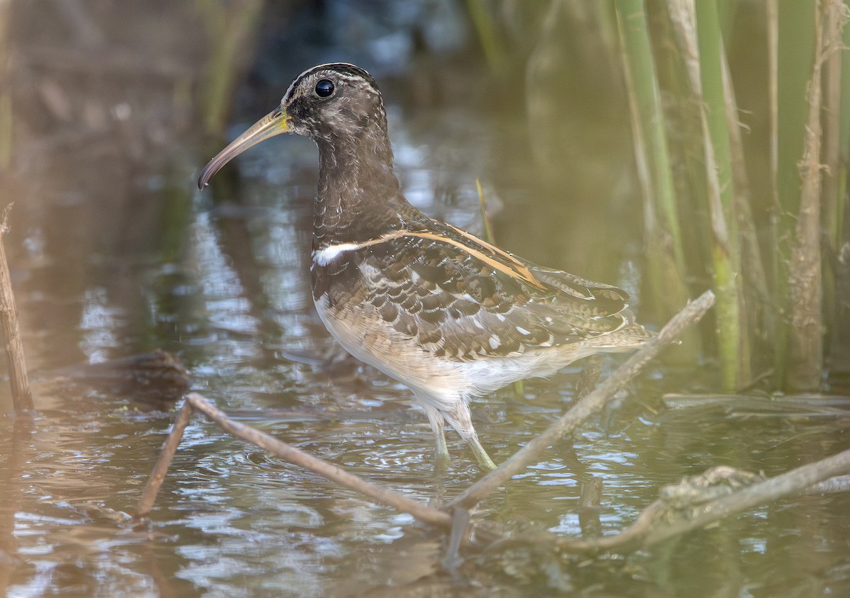 South American Painted-Snipe - ML640170295