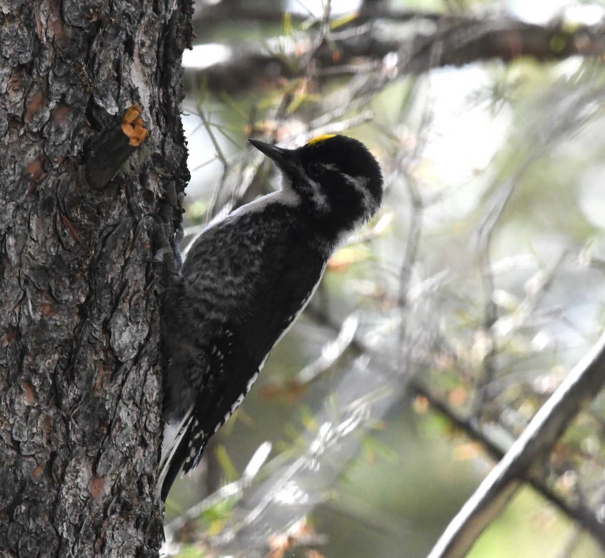 American Three-toed Woodpecker - ML640170381