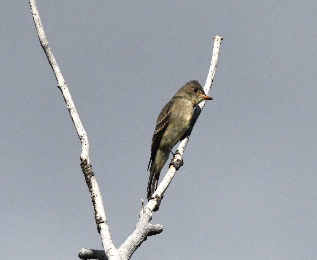 Western Wood-Pewee - ML640170394