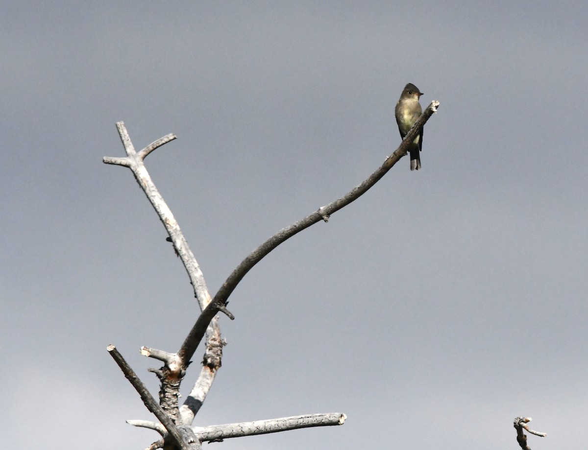 Western Wood-Pewee - ML640170395