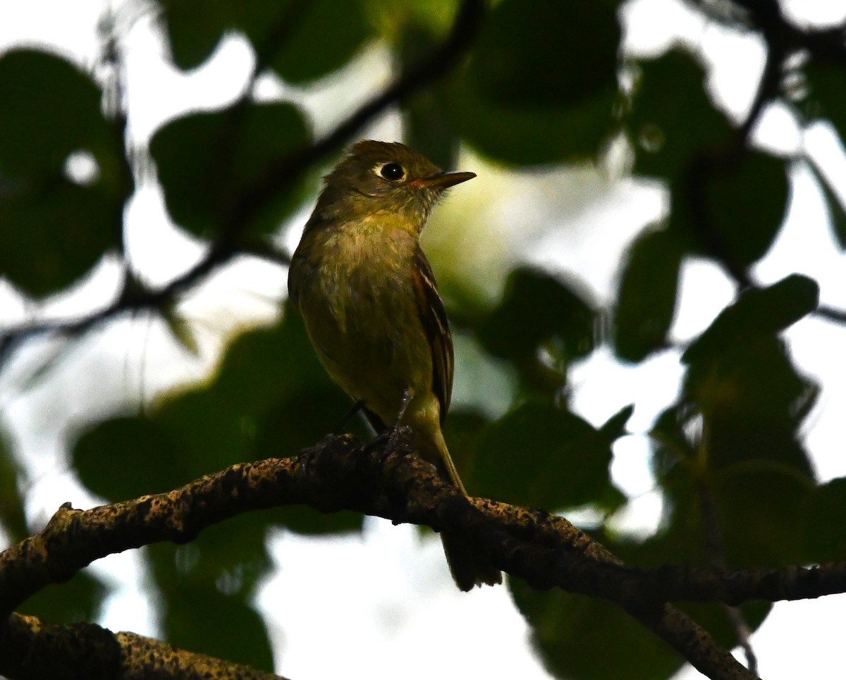 Western Flycatcher - ML640170399