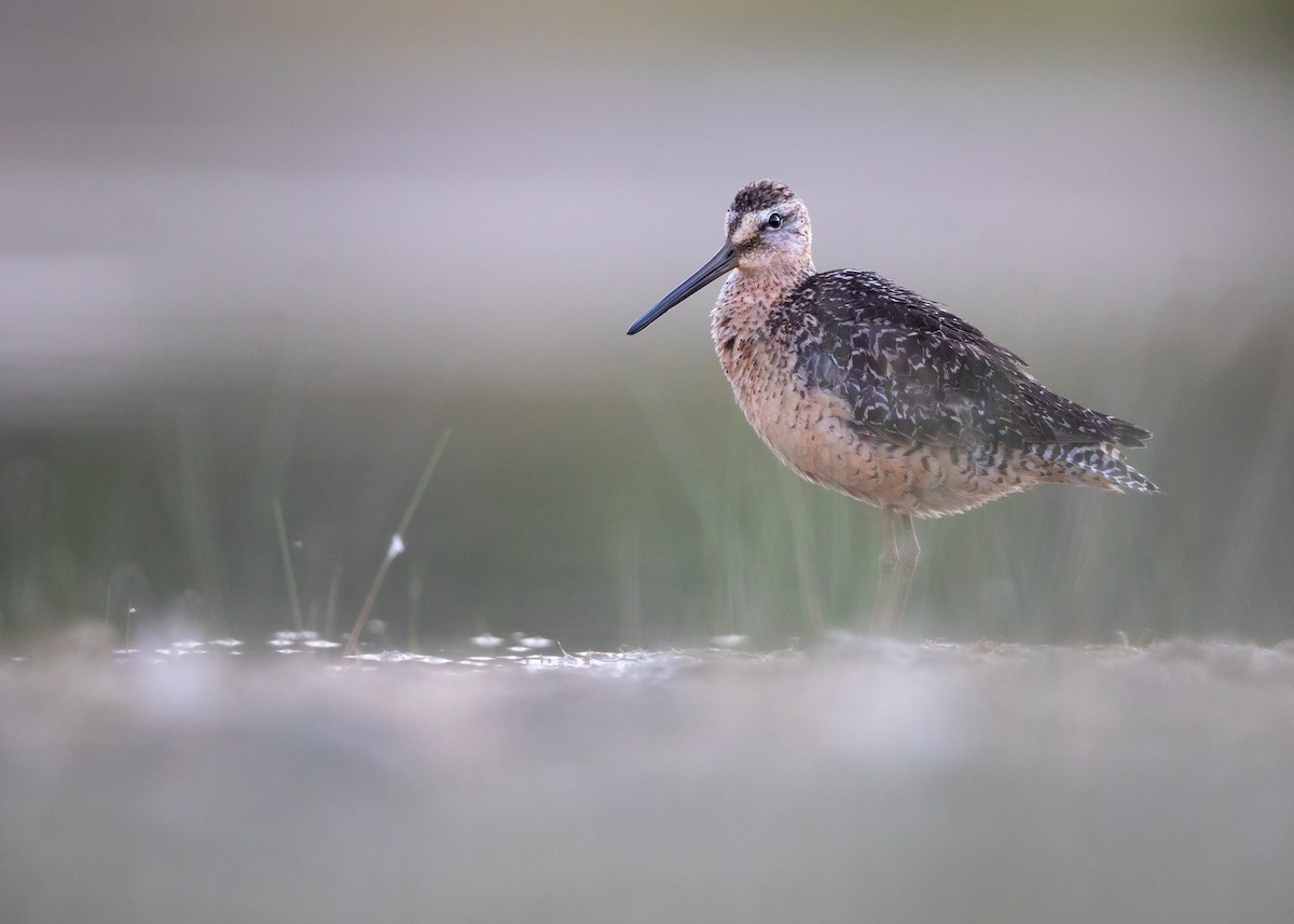 Long-billed Dowitcher - ML640170434