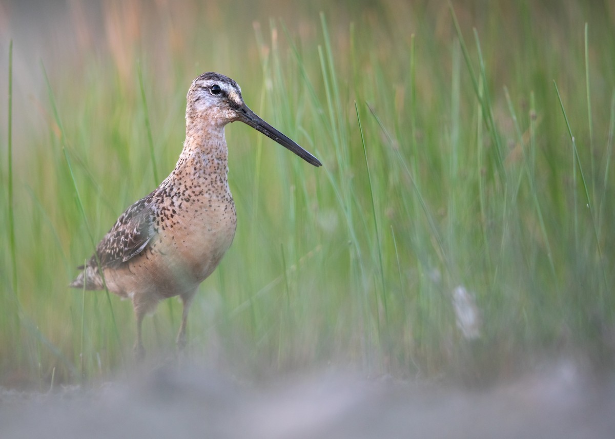 Long-billed Dowitcher - ML640170435