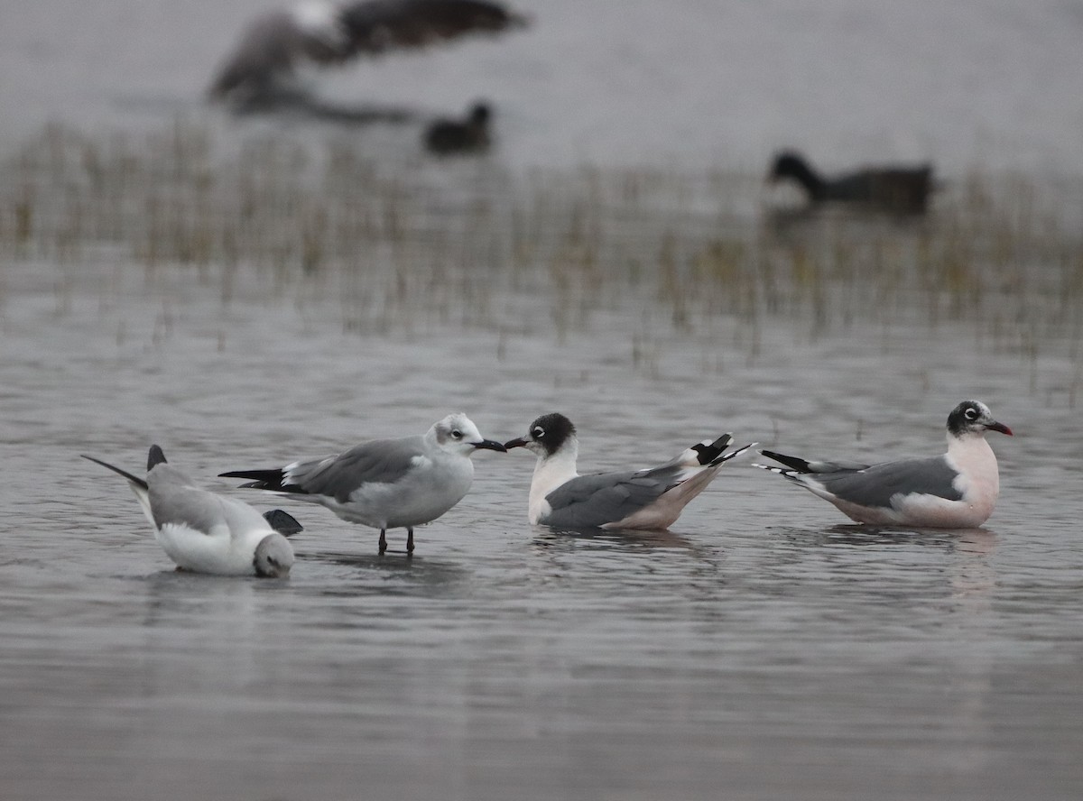 Mouette atricille - ML640170488