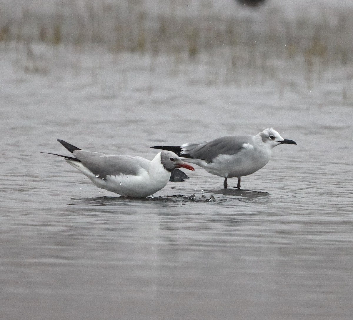 Mouette atricille - ML640170489