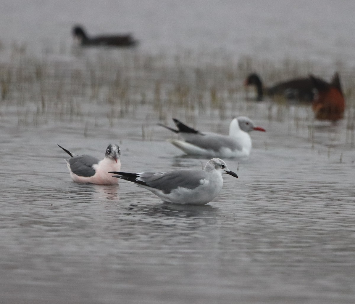 Mouette atricille - ML640170491