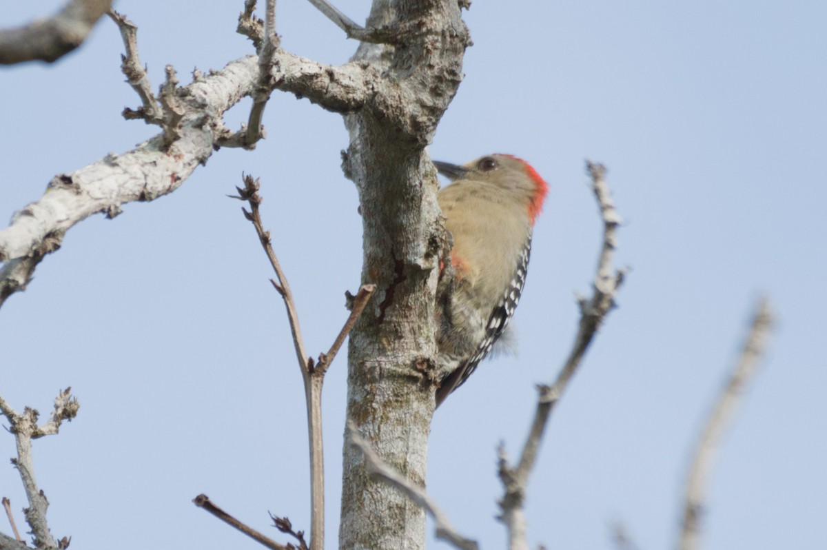 Pic à couronne rouge - ML640170602