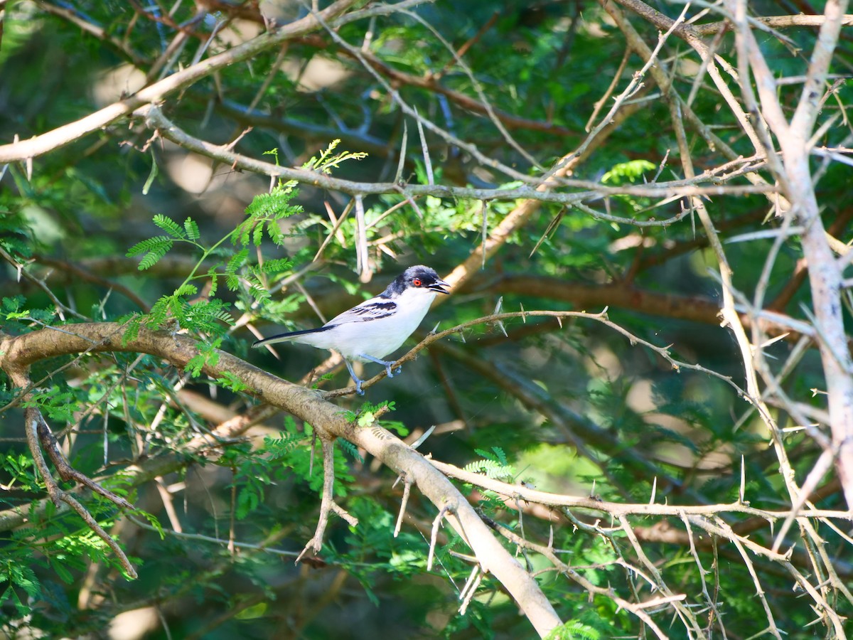 Black-backed Puffback (White-winged) - ML640170636