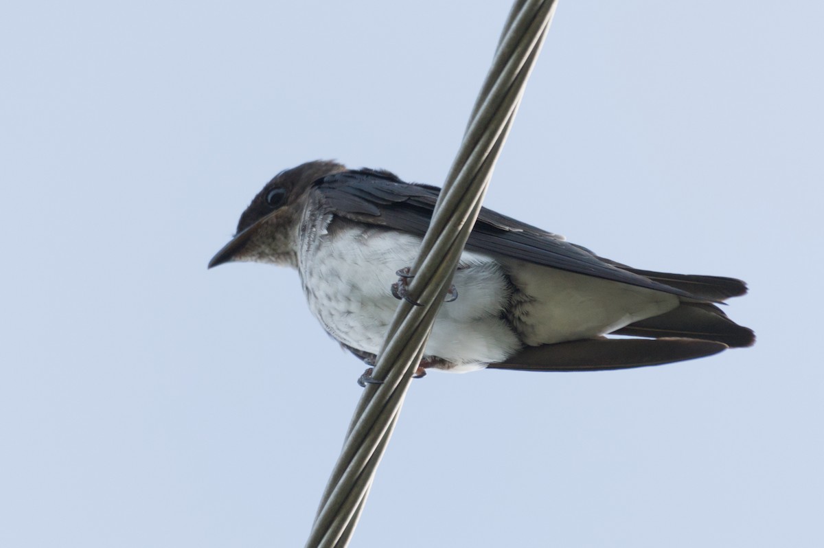 Hirondelle chalybée - ML640170656