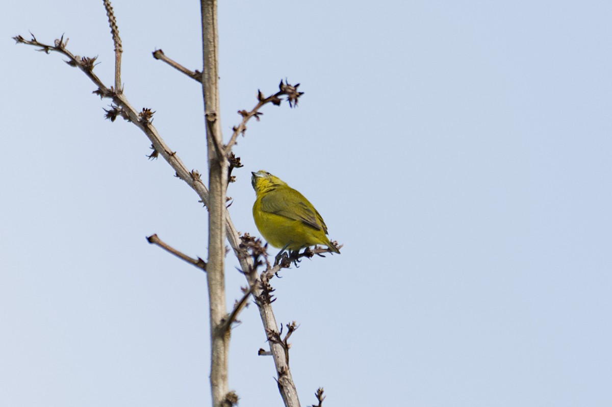 Organiste à calotte jaune - ML640170694