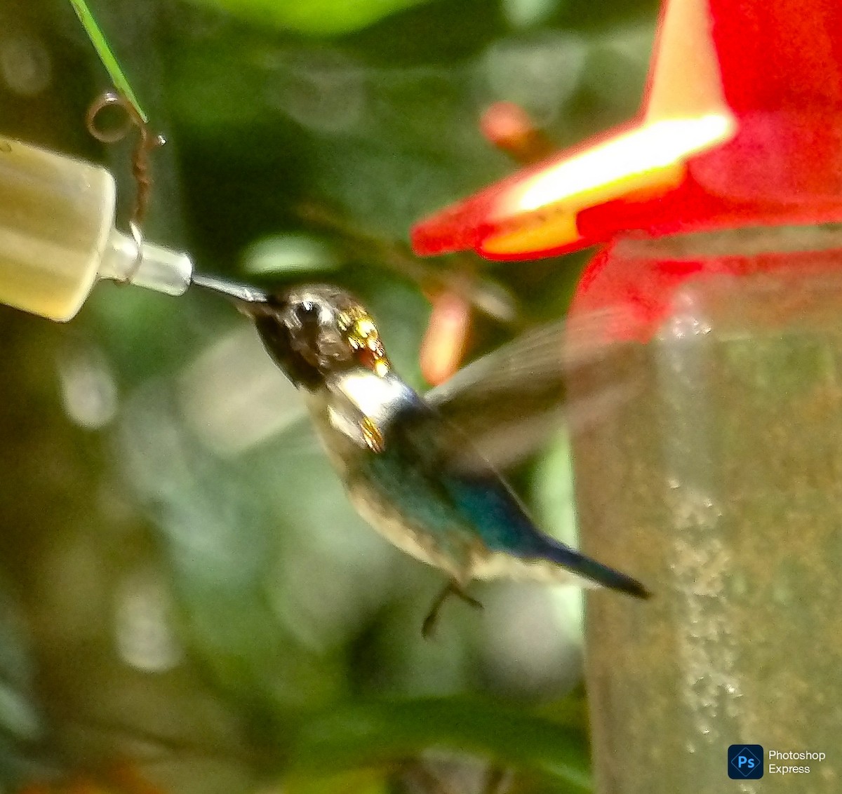 Bee Hummingbird - ML640170780